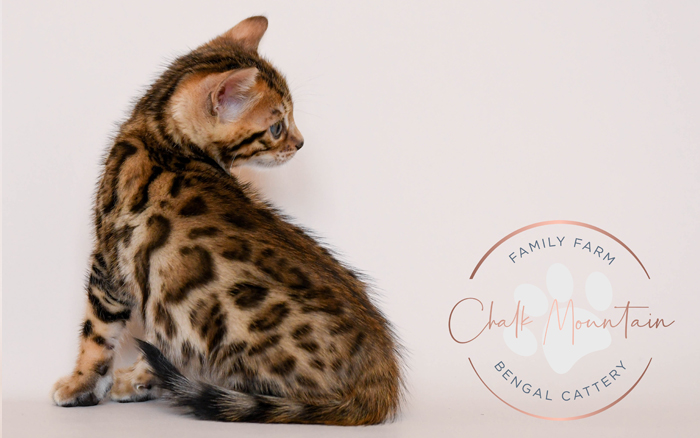 Bengal kitten for sale